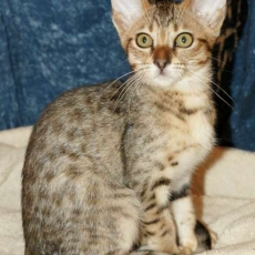 Acheter Chat Savannah bébé pour 1500 €