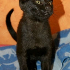 Chaton Chat Savannah à adopter au prix de 1500 €