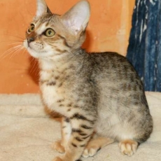 Acheter Chat Savannah bébé pour 1500 €