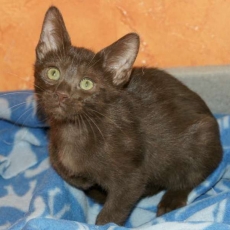 Chaton Chat Savannah à adopter au prix de 1200 €