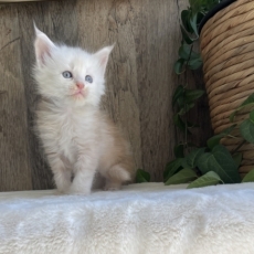 Chaton Maine Coon à adopter au prix de 1700 €