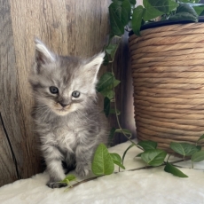 Maine Coon chaton vendu 1700 €