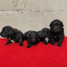 Chiot d'apparence de race Berger am�ricain miniature � adopter.