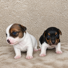 Ce petite m�le Jack Russell propos� � l'achat est n� le 18/05/2026.