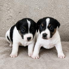 Cette petite femelle Jack Russell propos�e � l'achat est n�e le 18/05/2026.
