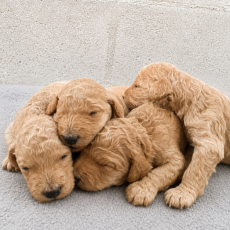 Ce petite m�le Caniche Grand propos� � l'achat est n� le 31/05/2026.