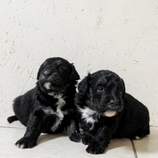 Ce petite m�le Berger am�ricain miniature propos� � l'achat est n� le 17/05/2026.