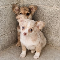 Chiot Chihuahua � vendre au prix de 700 � vaccin� et identifi�.