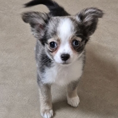 Chiot Chihuahua � vendre au prix de 850 � vaccin� et identifi�.