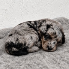 Ce petite m�le Berger am�ricain miniature propos� � l'achat est n� le 10/05/2026.
