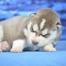 Acheter Husky Sibérien bébé pour 1300 €