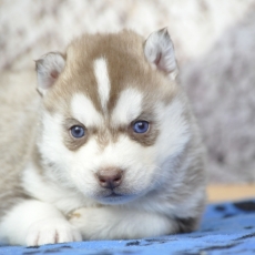 Adoption chiot Husky Sibérien au prix de 1400 €