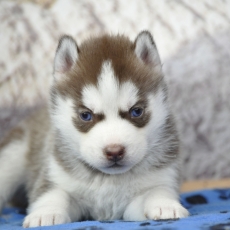 Husky Sibérien chiot vendu 1400 €
