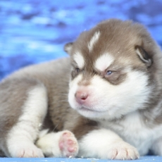 Adoption chiot Husky Sibérien au prix de 1300 €