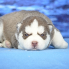 Husky Sibérien chiot vendu 1300 €