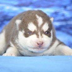 Chiot Husky Sibérien à adopter au prix de 1200 €