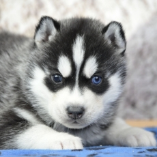 Acheter Husky Sibérien bébé pour 1400 €
