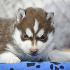 Husky Sibérien chiot vendu 1200 €