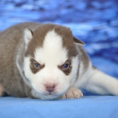 Chiot Husky Sibérien à adopter au prix de 1200 €