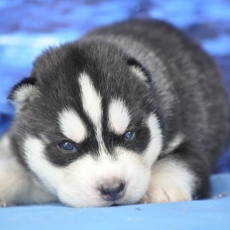 Husky Sibérien chiot vendu 1400 €