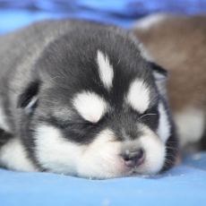 Acheter Husky Sibérien bébé pour 1200 €