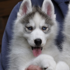 Cette petite femelle Husky Sibérien proposée à l'achat est née le 03/04/2026.