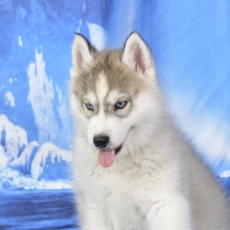 Ce petite mâle Husky Sibérien proposé à l'achat est né le 03/04/2026.
