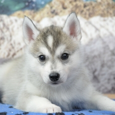 Adoption chiot Husky Sibérien au prix de 1300 €