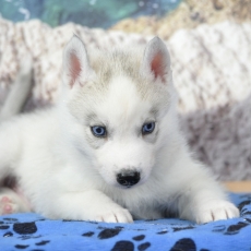Chiot Husky Sibérien de race LOF avec pedigree à adopter.