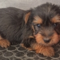 Chiot Silky Terrier à adopter au prix de 1300 €