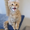 Chat American Curl proposé par l’élevage Chatterie Arcencielcirou.