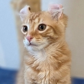 Chat American Curl proposé par l’élevage Chatterie Arcencielcirou.