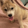 Chiot Husky Sibérien de race – prix 780 €.