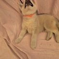 Husky Sibérien disponible dans les Deux-Sèvres
