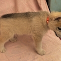 Chiot Husky Sibérien de race  en région Nouvelle-Aquitaine.