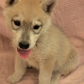 Chiot Husky Sibérien de race  en région Nouvelle-Aquitaine.