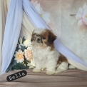 Chien Shih Tzu proposée par l’élevage Boule de poil au grand coeur.