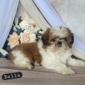 Chien Shih Tzu proposée par l’élevage Boule de poil au grand coeur.