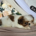 Chien Shih Tzu proposée par l’élevage Boule de poil au grand coeur.