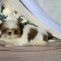 Chien Shih Tzu proposée par l’élevage Boule de poil au grand coeur.