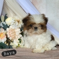 Shih Tzu disponible dans l'Orne