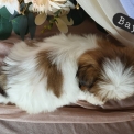 Chien Shih Tzu proposée par l’élevage Boule de poil au grand coeur.