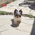 Acheter Biewer Yorkshire bébé pour 1500 €