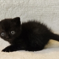 Chaton British Shorthair de race – prix 1500 €.