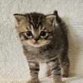 Chaton British Shorthair de race  en région Île-de-France.
