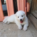 Chiot Berger Blanc à adopter au prix de 1900 €