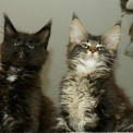 Chaton Maine Coon de race – prix 1200 €.
