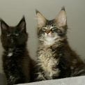 Chat Maine Coon proposé par l’élevage Chatterie de la croix Lorraine.