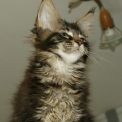 Maine Coon disponible en Haute-Garonne