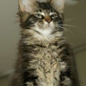 Chaton Maine Coon de race  en région Occitanie.